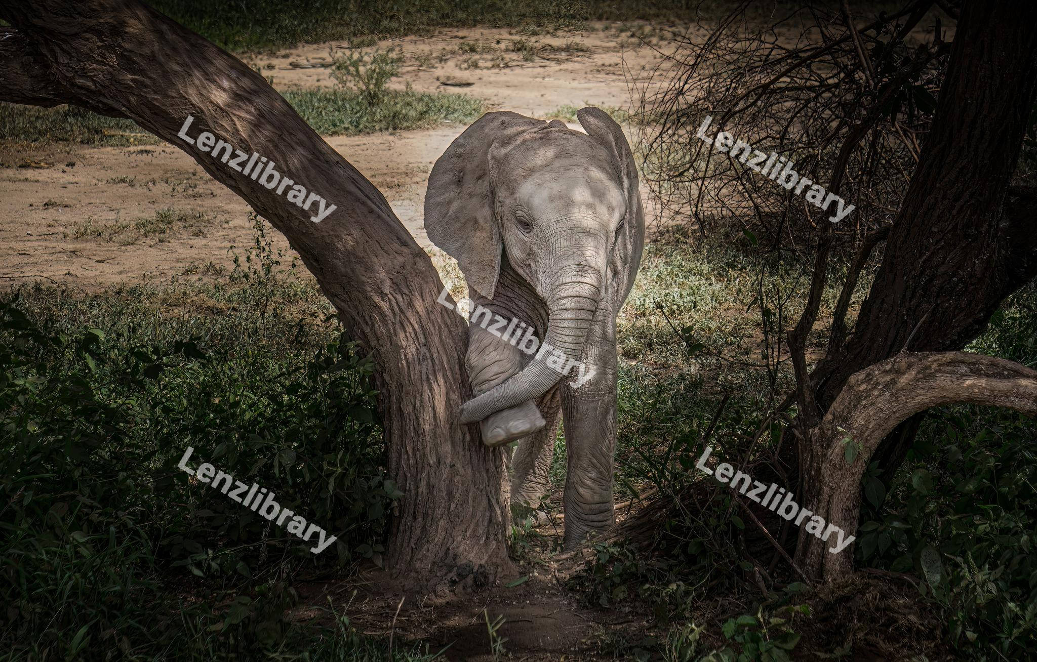 A baby elephant licking its feet